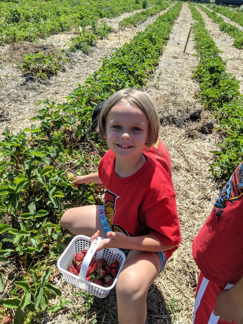A 7 year old girl smiles at the camera while crouching in a strawberry field, holding a basket of strawberries she has picked. 
